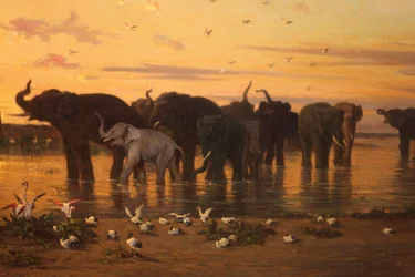 Elefantes africanos